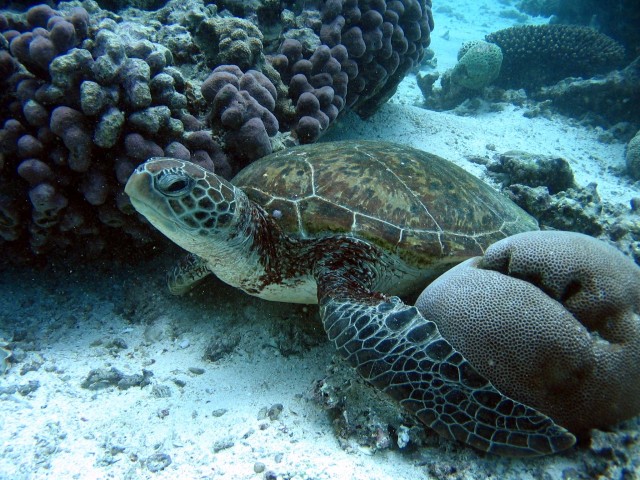 Turtle form Coral Bay